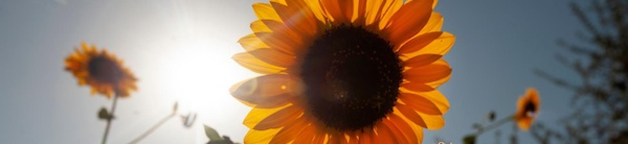sunflower